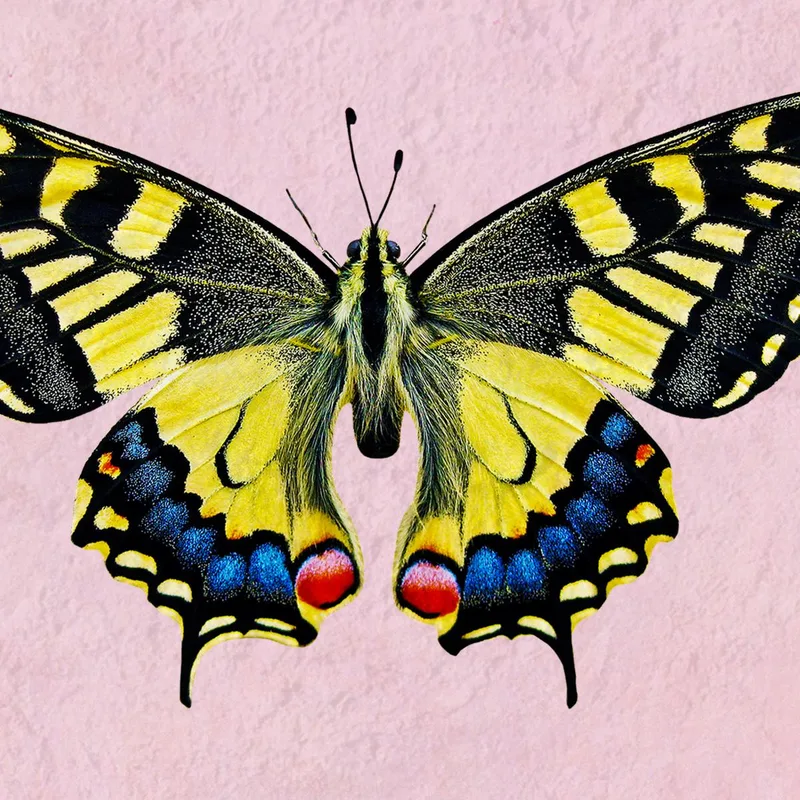 Collezione Farfalle Colorate quadro moderno su tela