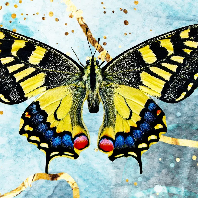 Stampa su canvas collezione vivace di farfalle