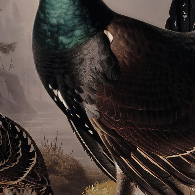 Capercaillies Courting Ferdinand von Wright