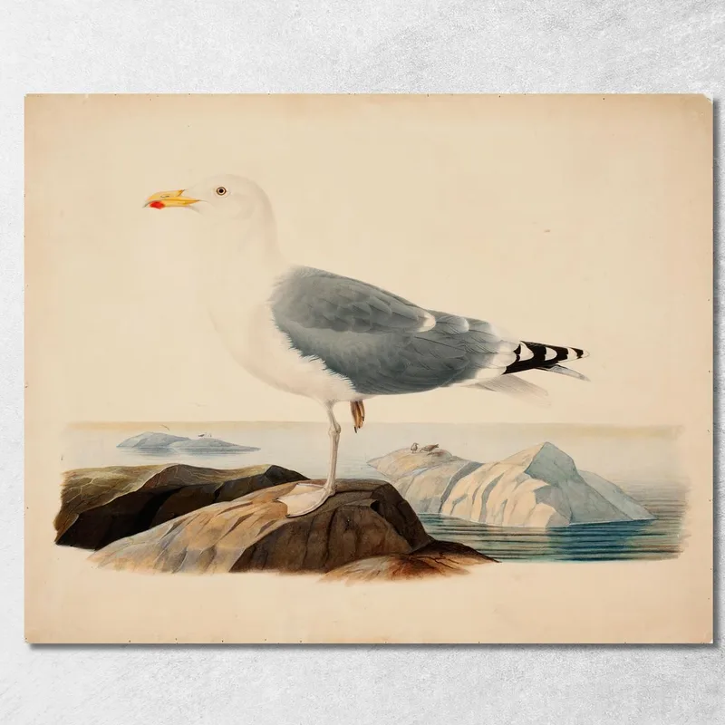 Silbermöwe Ferdinand von Wright drucken auf leinwand