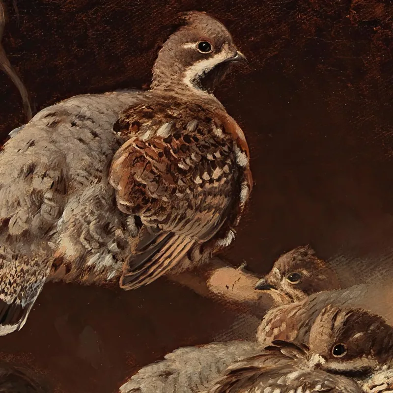 Grévol Común Revolcándose En La Arena Ferdinand von Wright