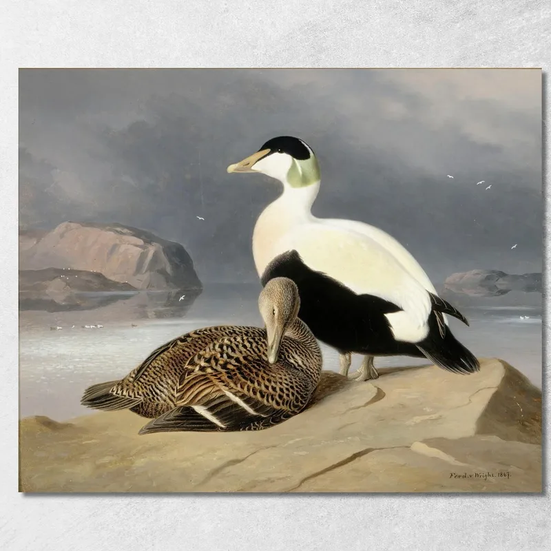 Zwei Eiderenten Ferdinand von Wright drucken auf leinwand
