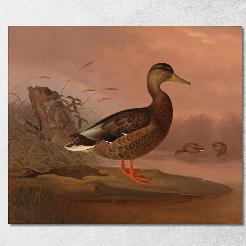 Stockente Ferdinand von Wright drucken auf leinwand