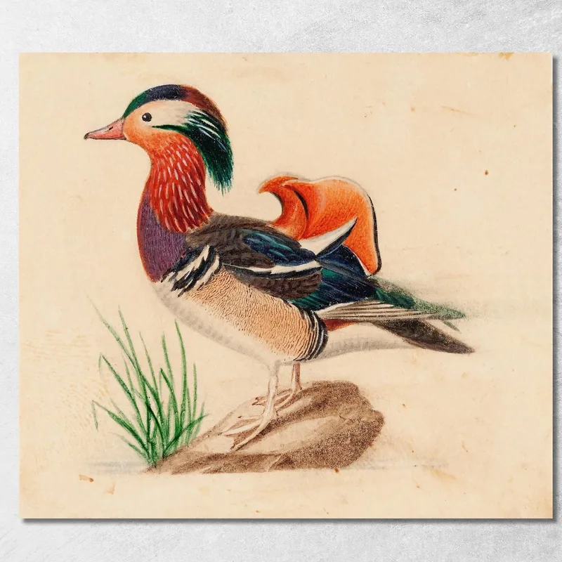 Mandarinente Ferdinand von Wright drucken auf leinwand