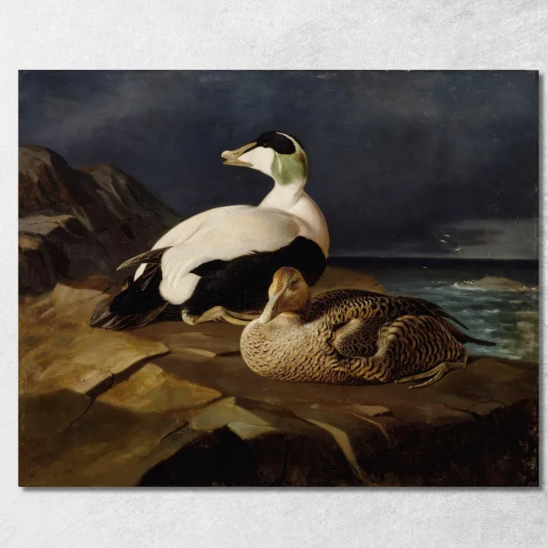 Ein Paar Eiderenten Auf Einem Felsen Ferdinand von Wright drucken auf leinwand