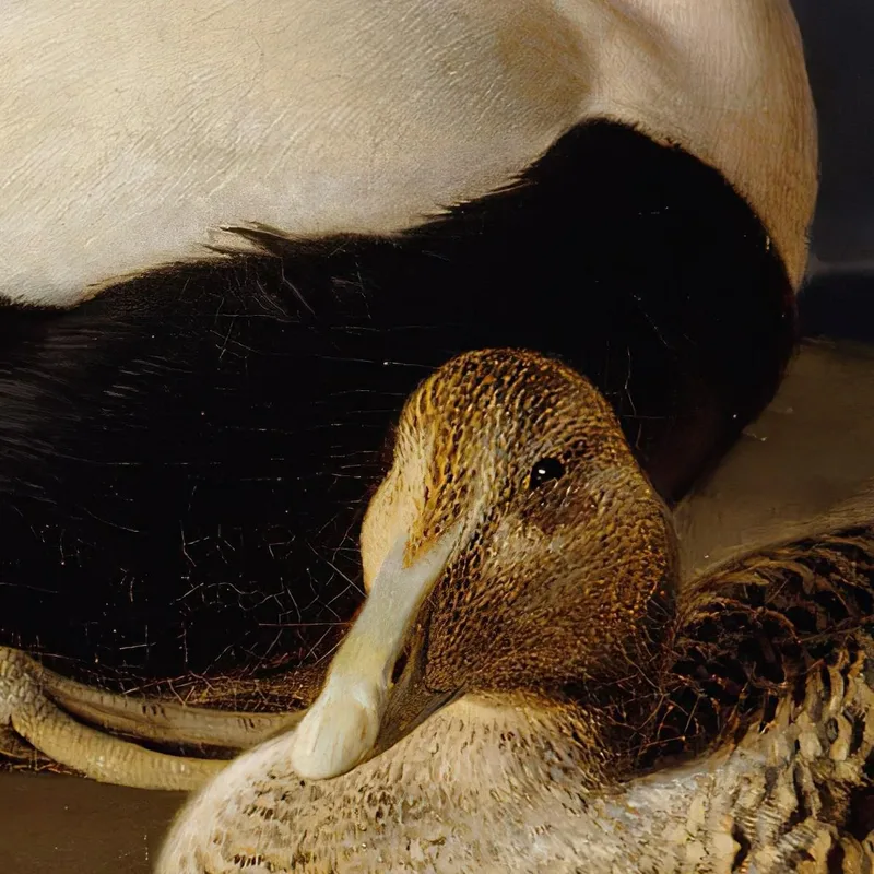 Pair Of Common Eiders On A Rock Ferdinand von Wright