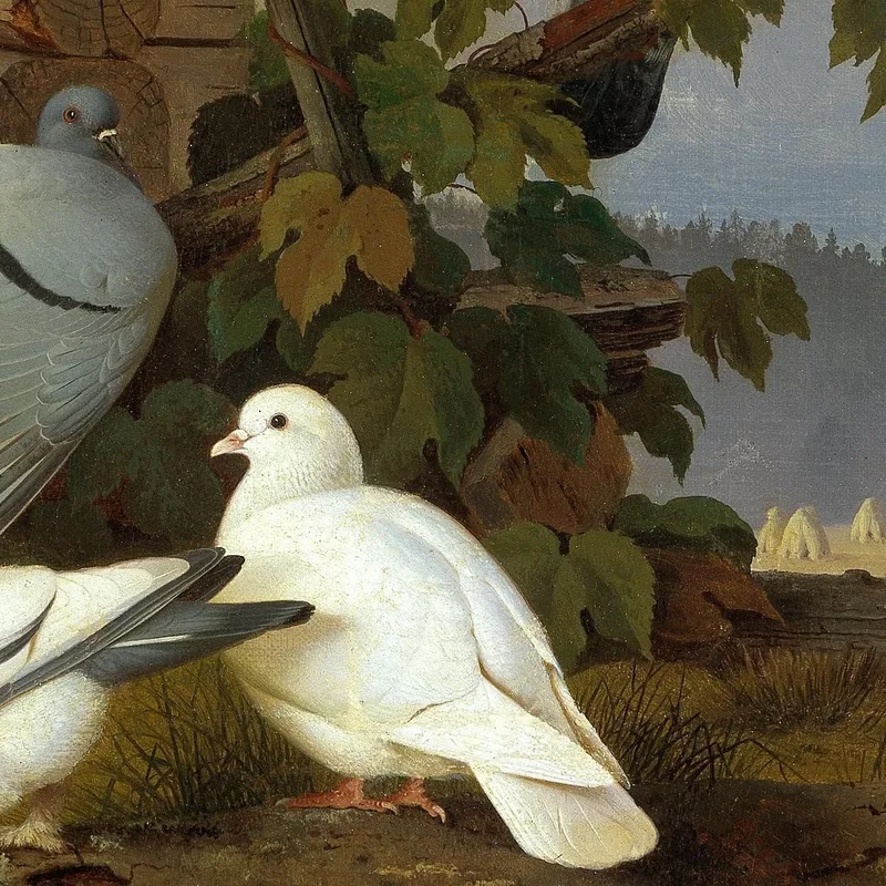 Tauben Ferdinand von Wright