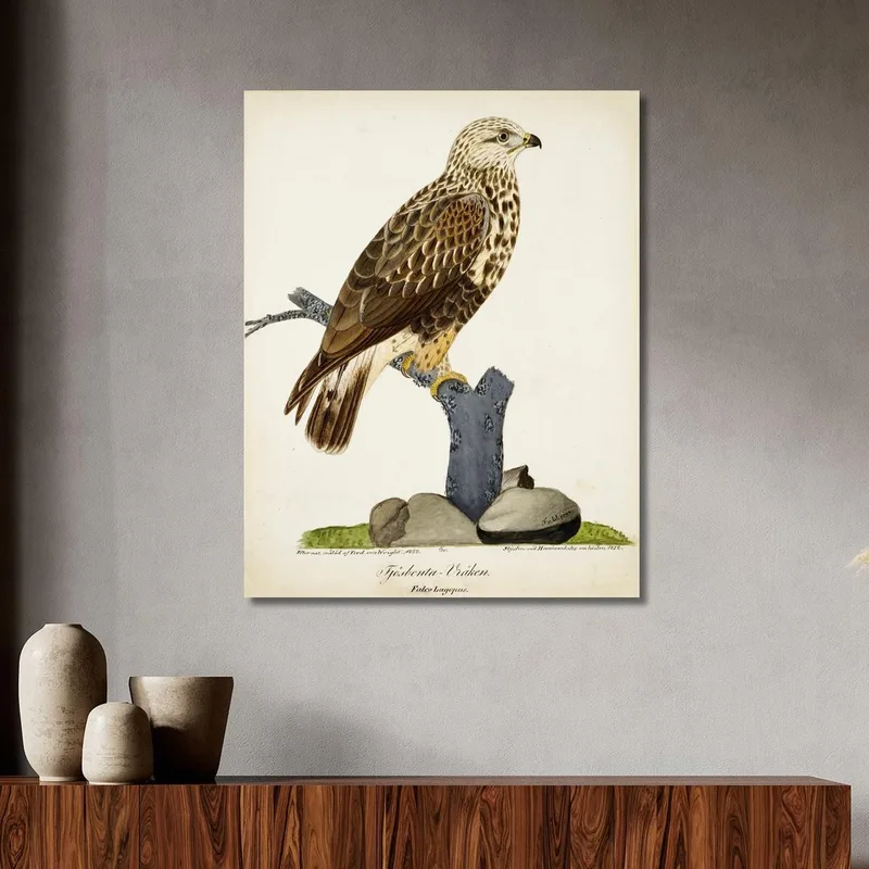 Rough-Legged Buzzard Ferdinand von Wright