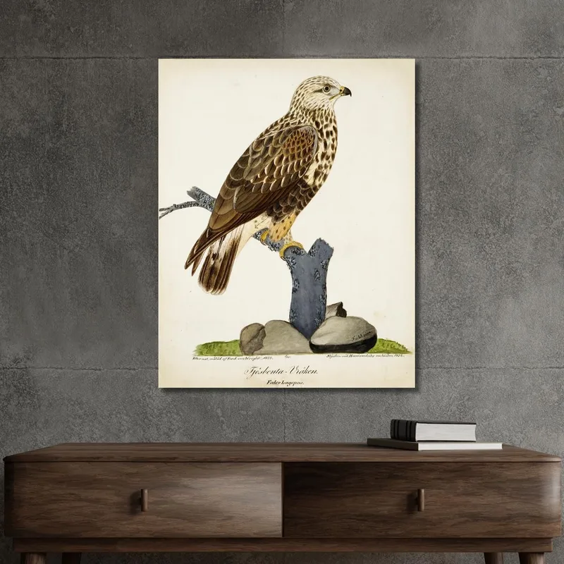 Rough-Legged Buzzard Ferdinand von Wright