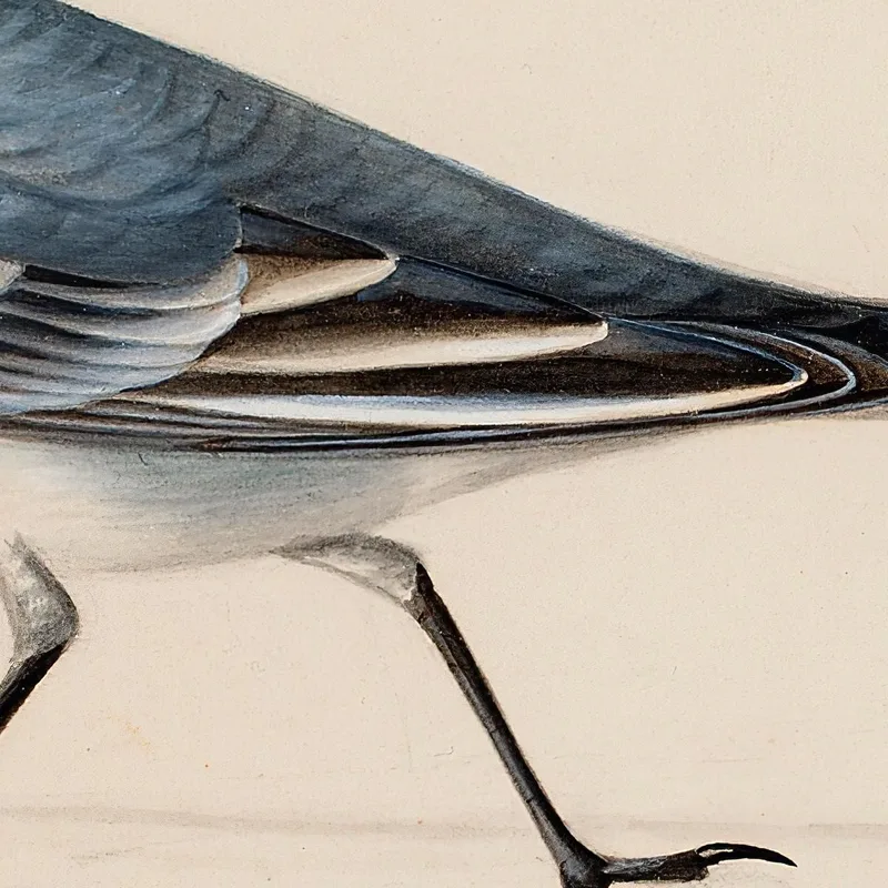 Bachstelze Ferdinand von Wright