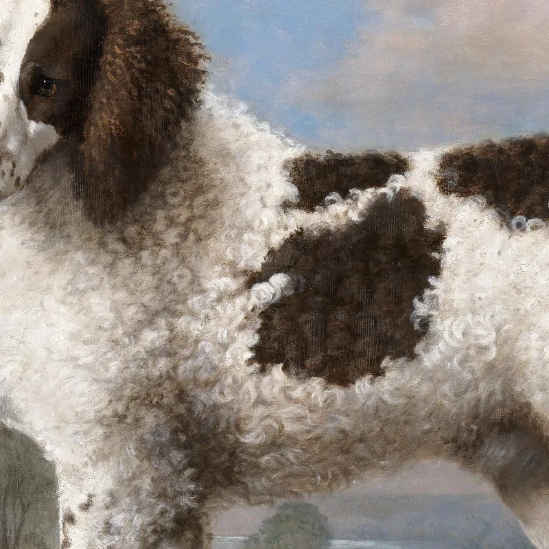 Norfolk Marrone E Bianco O Water Spaniel 1778 George Stubbs