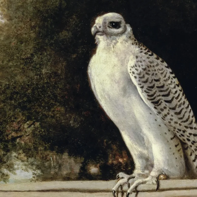 Faucon Du Groenland 1780 George Stubbs