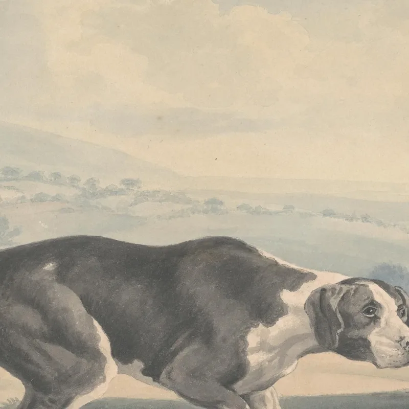 El Puntero Español George Stubbs