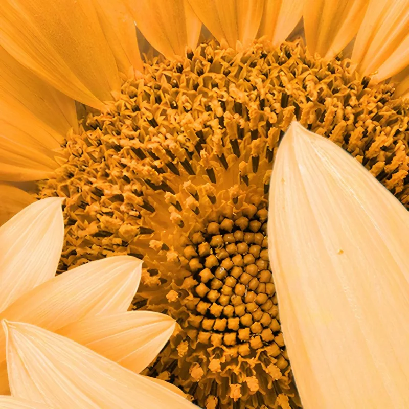 Pintura De Composición De Girasol Pintura De Flores Abstractas Modernas