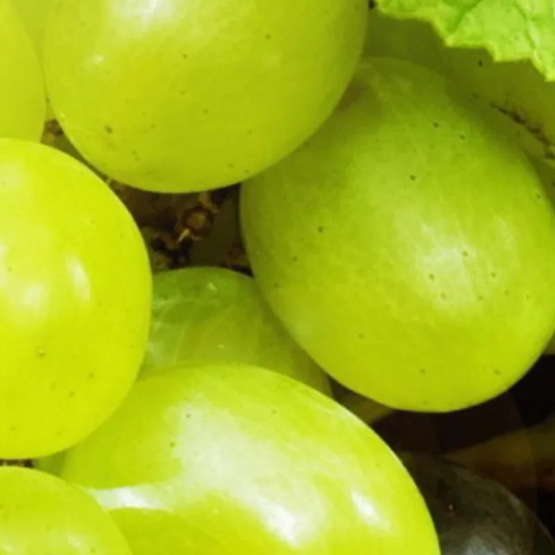 Peinture Moderne Grappes De Raisin Juteuses