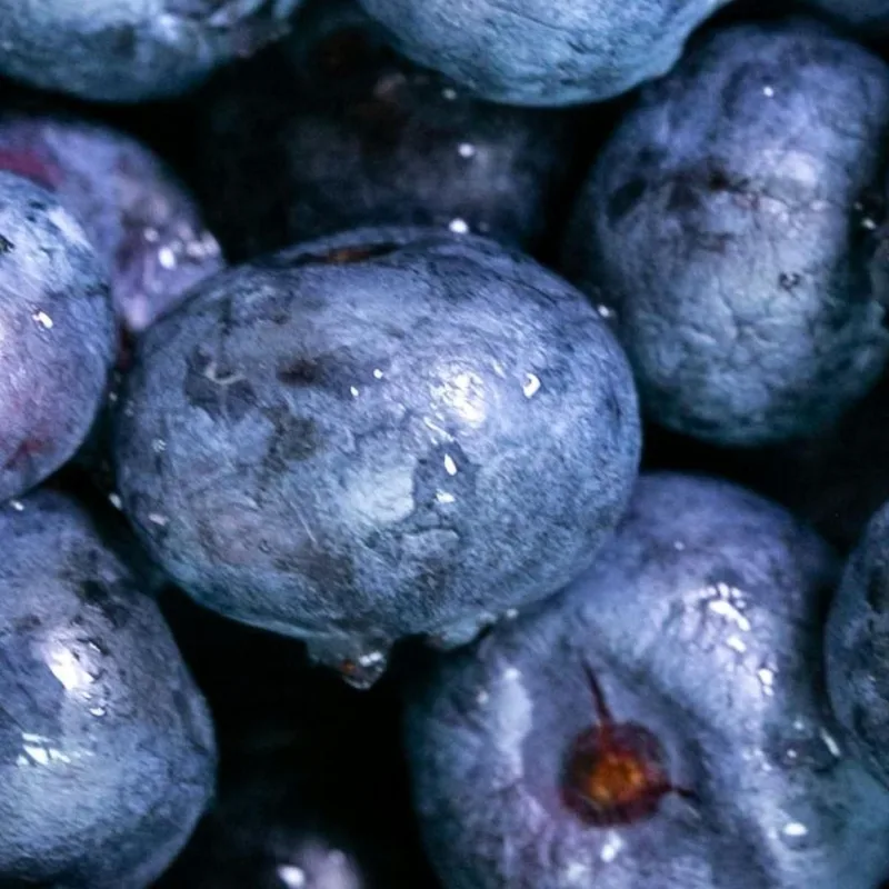 Modern Painting Fresh Blueberries With Water Drops In The Foreground