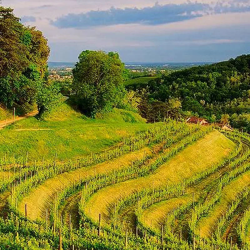 Peinture Moderne D'Un Vignoble À Flanc De Colline Au Coucher Du Soleil