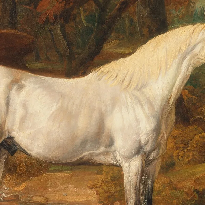Grauer Arabischer Hengst Eigentum Von Sir Watkin Williams-Wynn James Ward