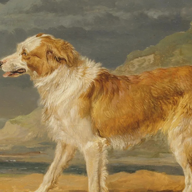 Rough-Coated Collie James Ward