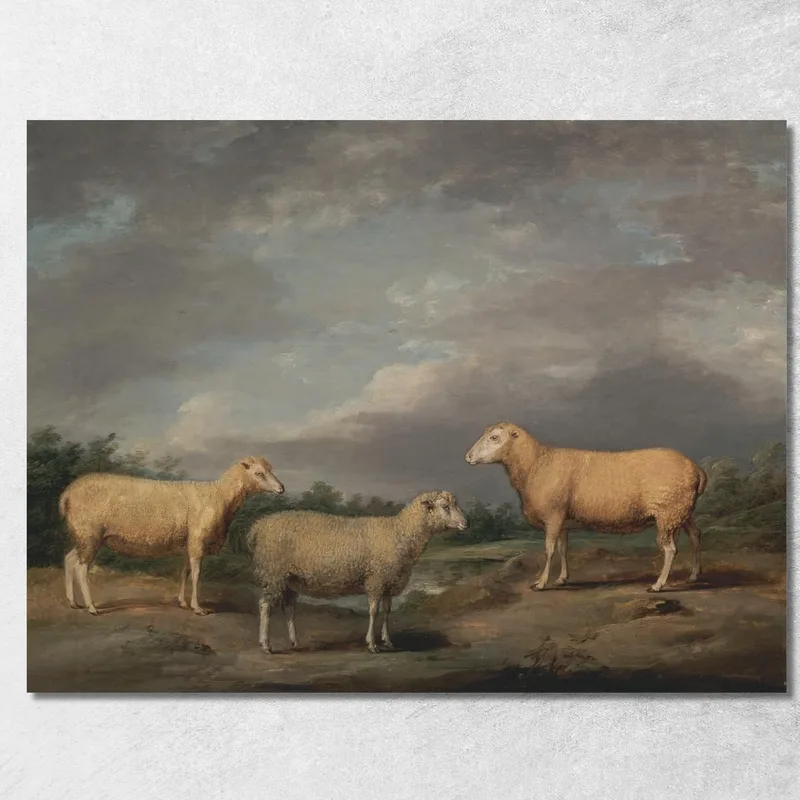 Pecore Ryelands: L'Ariete Del Re, La Pecora Del Re E Il Castrato Di Lord Somerville James Ward quadro stampa su tela