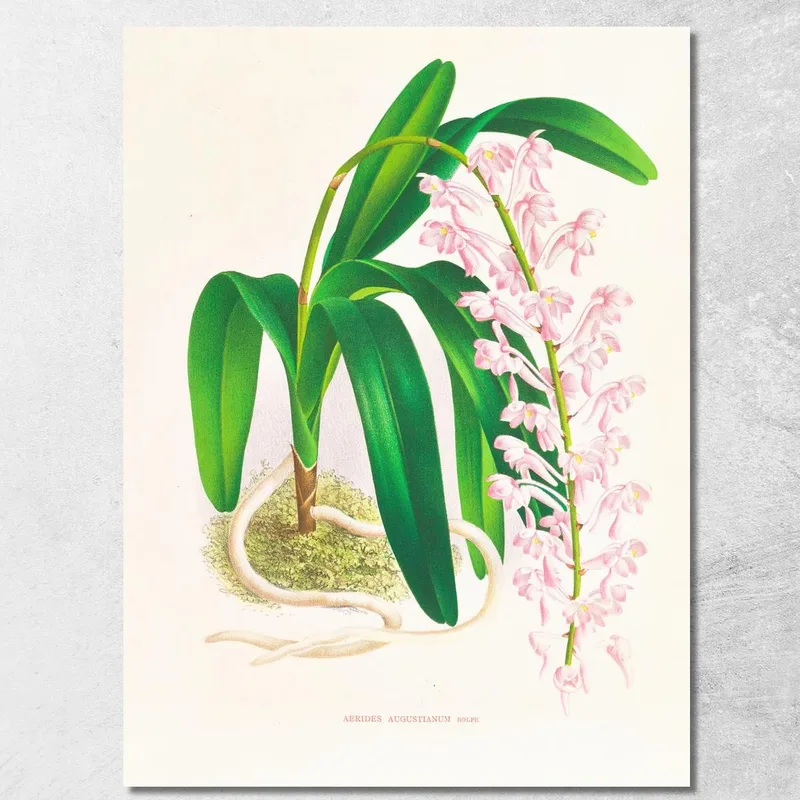 Illustrations Botaniques Aerides Augustianum Jean Jules Linden tableau impression sur toile