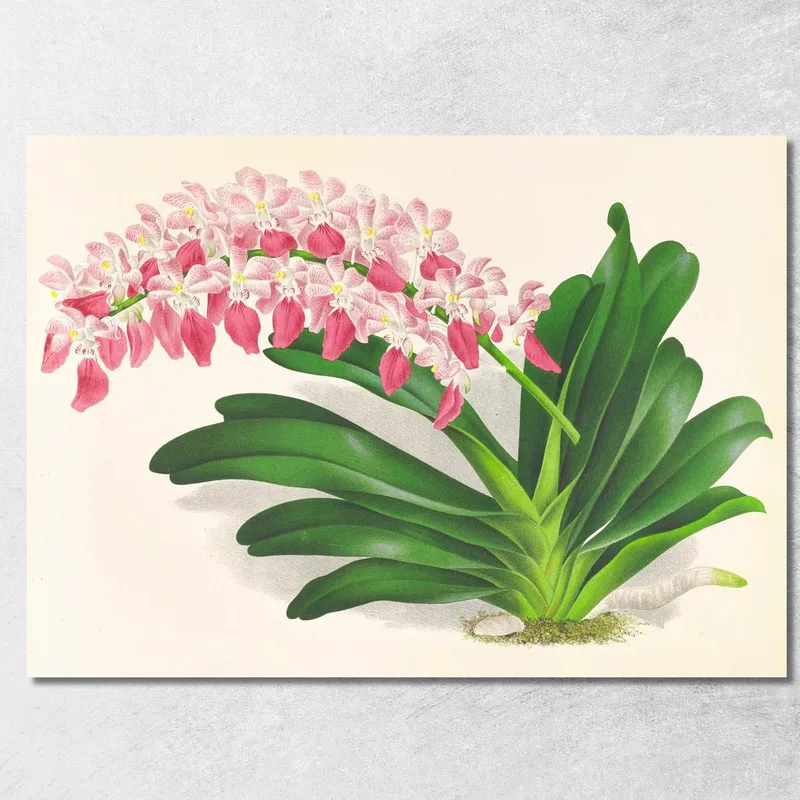 Illustrations Botaniques Aerides Maculosum Jean Jules Linden tableau impression sur toile