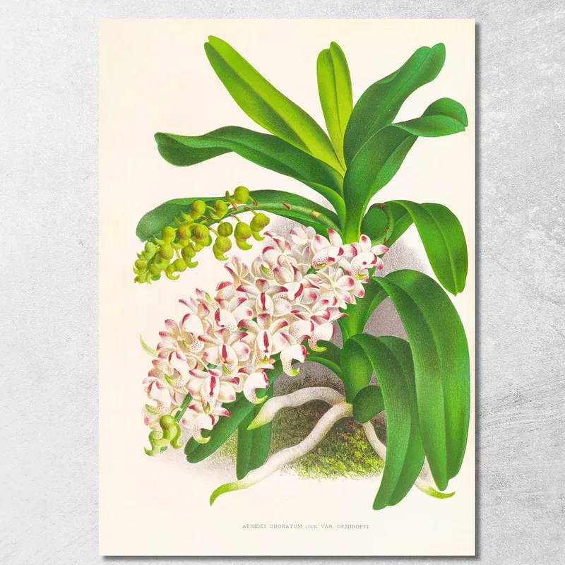 Illustrations Botaniques Aerides Odoratum Jean Jules Linden tableau impression sur toile