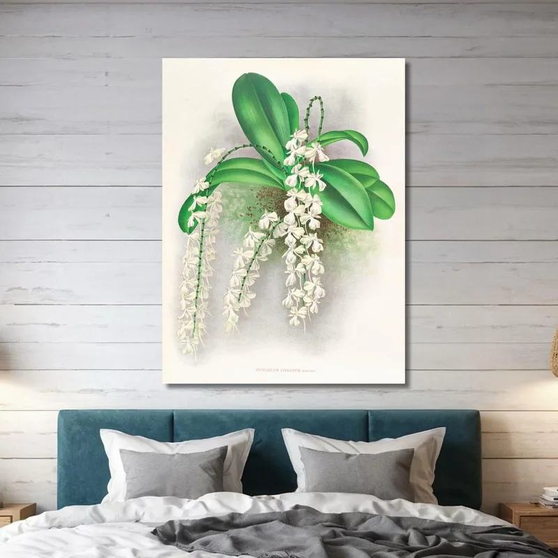 Illustrazioni Botaniche Angraecum Citratum Jean Jules Linden
