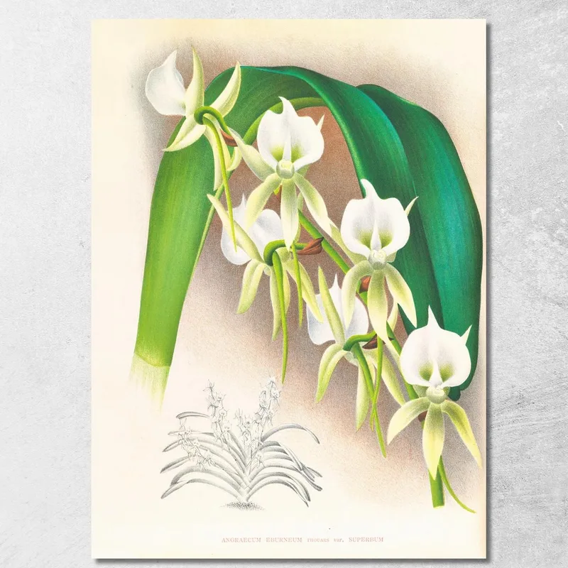 Illustrations Botaniques Angraecum Eburneum Var Superbum Jean Jules Linden tableau impression sur toile