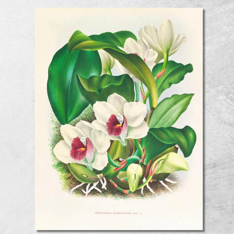 Illustrations Botaniques Bifrenaria Harrisoniae Jean Jules Linden tableau impression sur toile