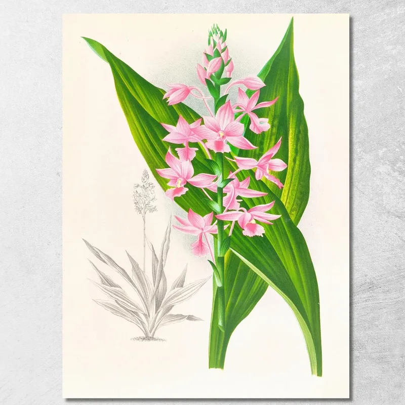 Illustrations Botaniques Calanthe Masuca Jean Jules Linden tableau impression sur toile