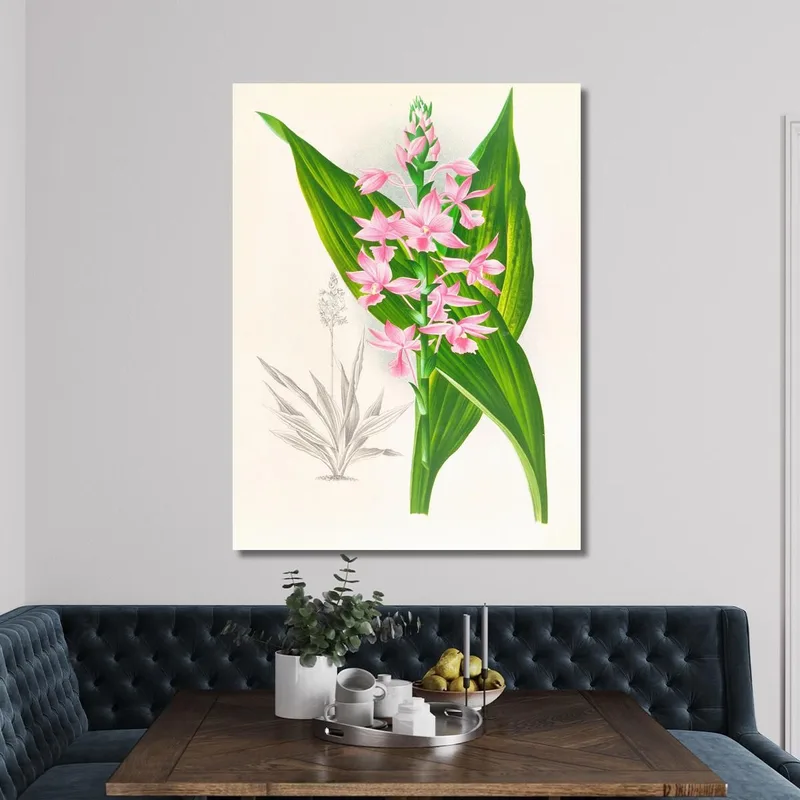 Botanische Illustrationen Calanthe Masuca Jean Jules Linden