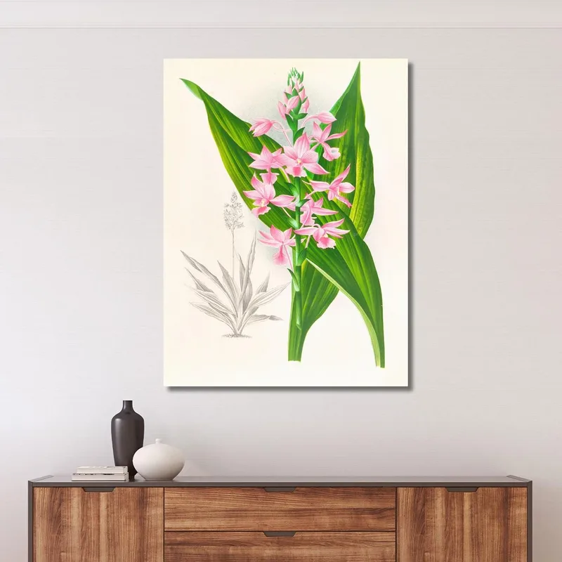 Botanische Illustrationen Calanthe Masuca Jean Jules Linden