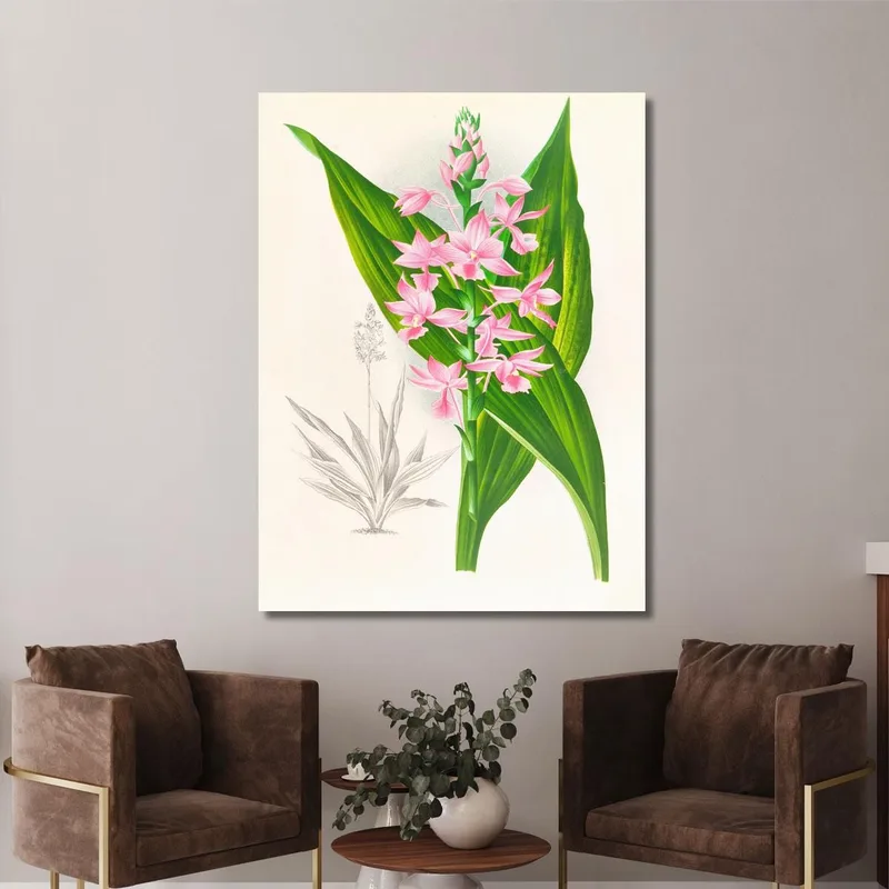 Botanische Illustrationen Calanthe Masuca Jean Jules Linden