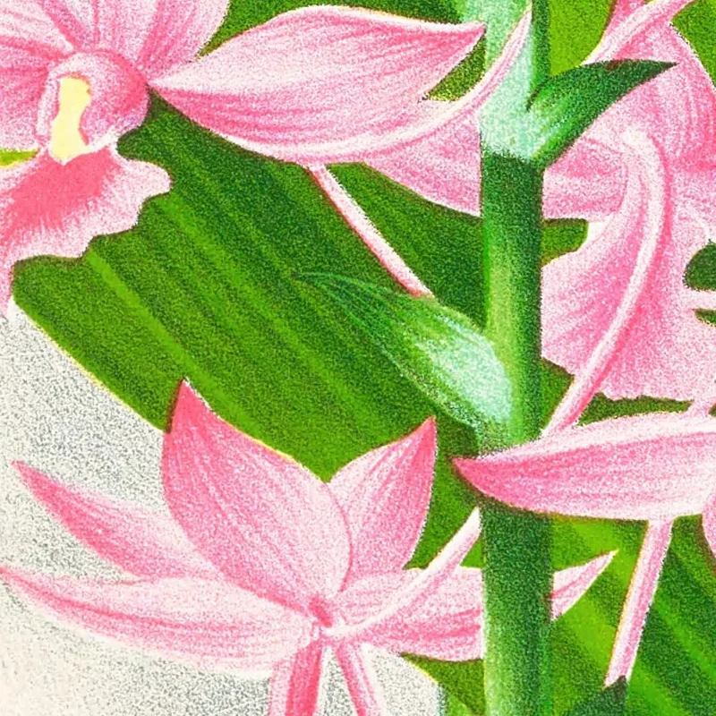 Botanische Illustrationen Calanthe Masuca Jean Jules Linden