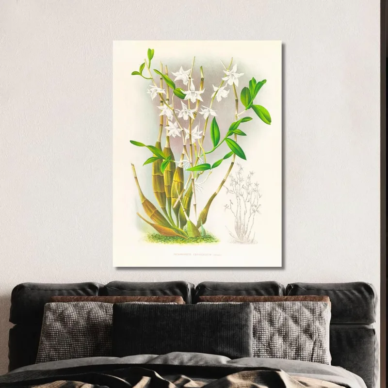 Botanische Illustrationen Dendrobium Crumenatum Jean Jules Linden