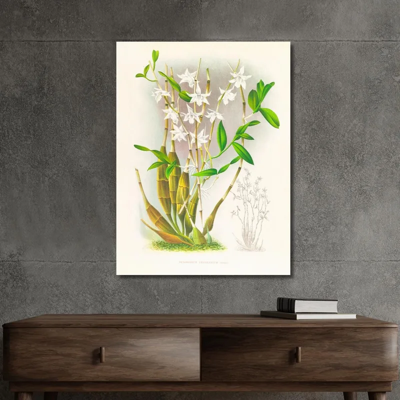Botanische Illustrationen Dendrobium Crumenatum Jean Jules Linden