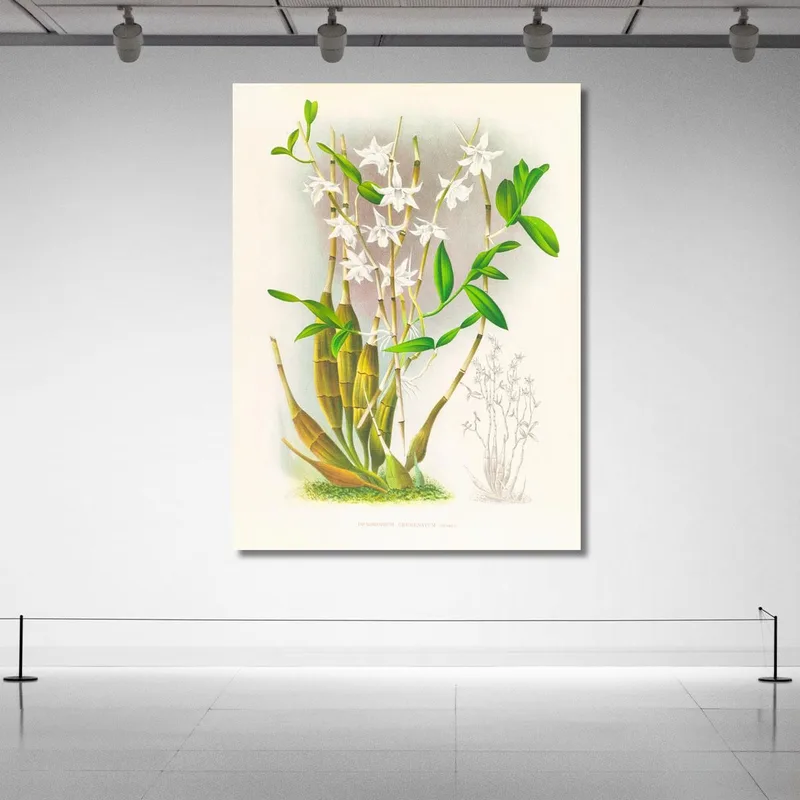 Botanische Illustrationen Dendrobium Crumenatum Jean Jules Linden