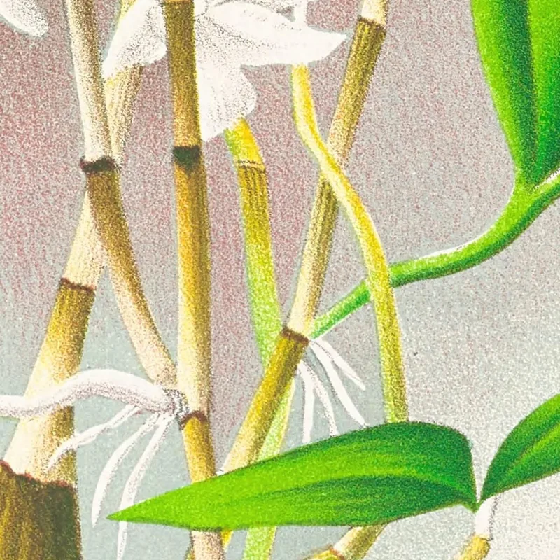 Botanische Illustrationen Dendrobium Crumenatum Jean Jules Linden