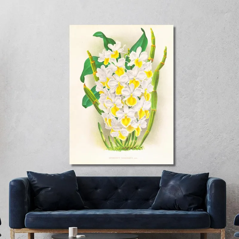 Illustrations Botaniques  Dendrobium Galliceanum Jean Jules Linden