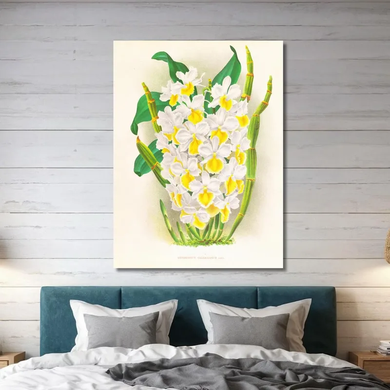 Illustrations Botaniques  Dendrobium Galliceanum Jean Jules Linden