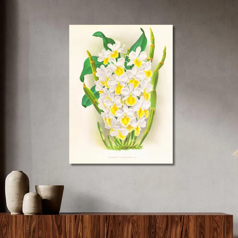 Illustrations Botaniques  Dendrobium Galliceanum Jean Jules Linden