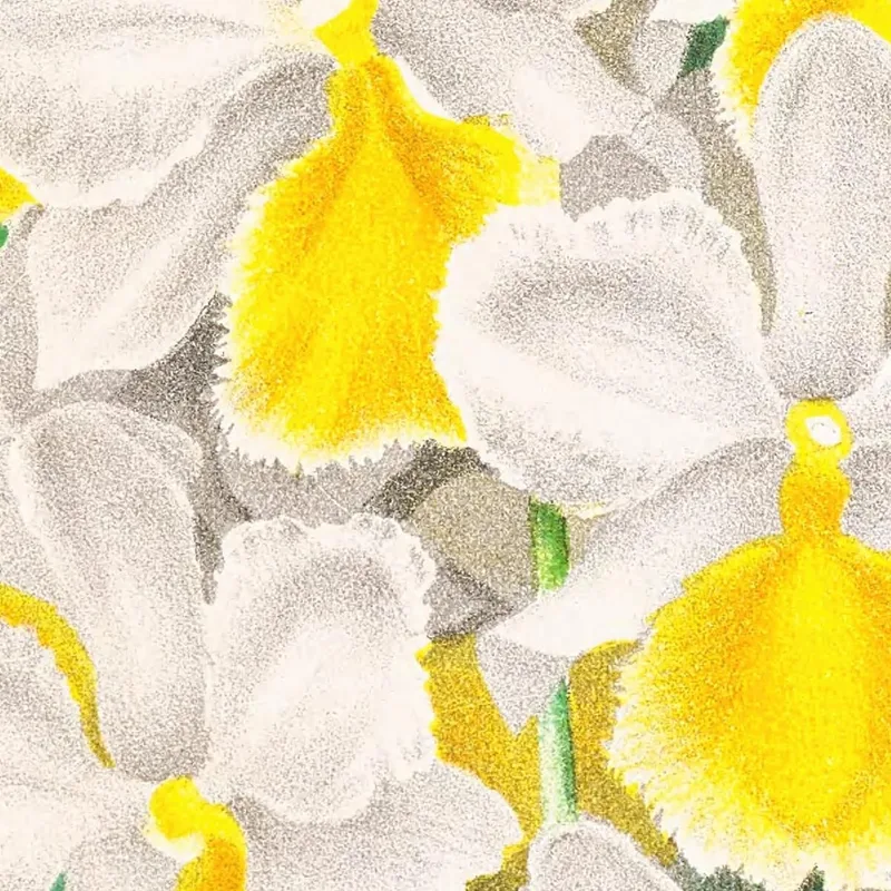 Illustrations Botaniques  Dendrobium Galliceanum Jean Jules Linden