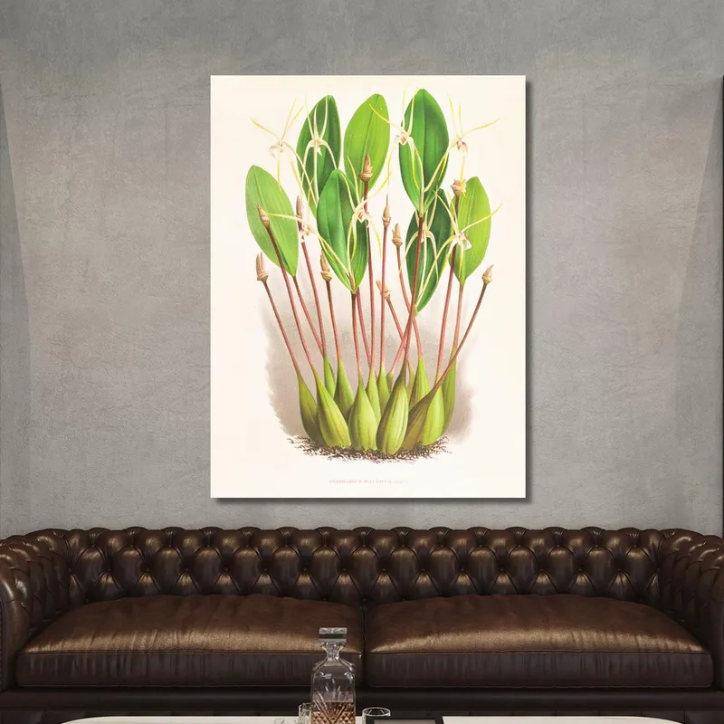 Botanische Illustrationen Dendrobium Inauditum Jean Jules Linden