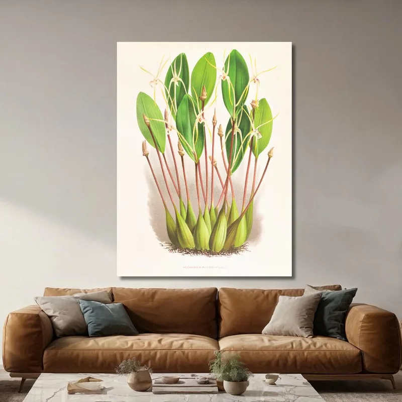 Botanische Illustrationen Dendrobium Inauditum Jean Jules Linden