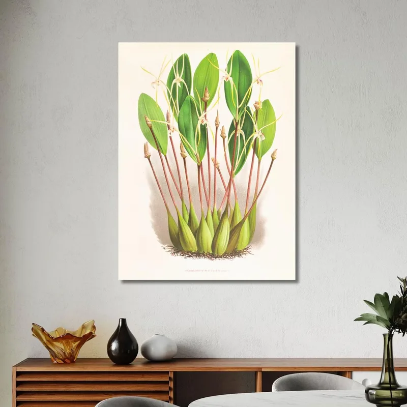 Botanische Illustrationen Dendrobium Inauditum Jean Jules Linden