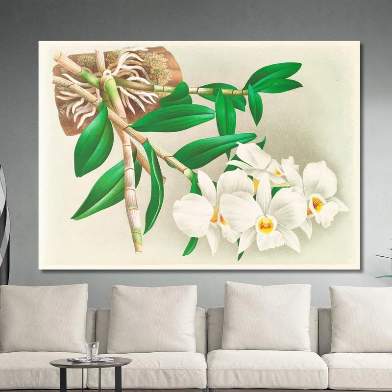 Botanische Illustrationen Dendrobium Infundibulum Jean Jules Linden