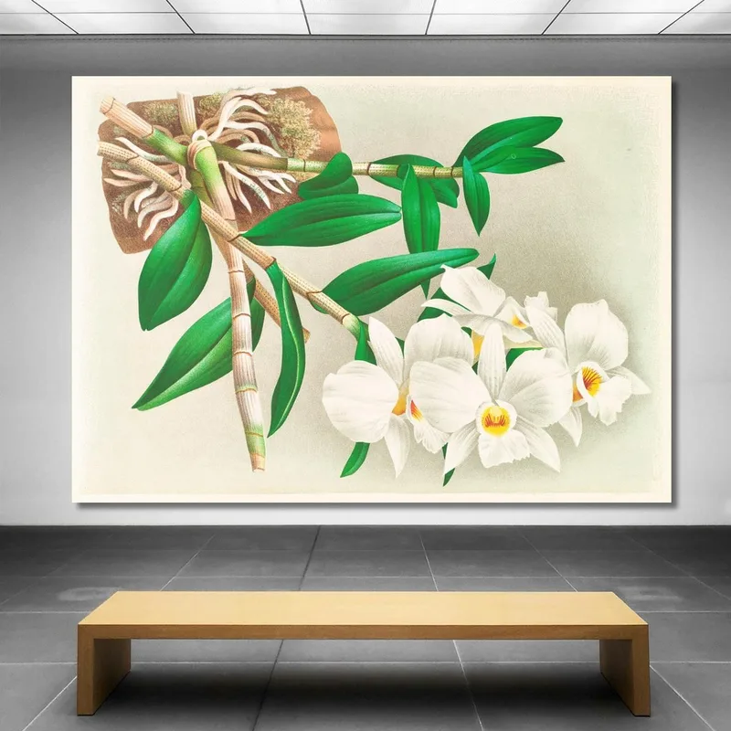 Botanische Illustrationen Dendrobium Infundibulum Jean Jules Linden
