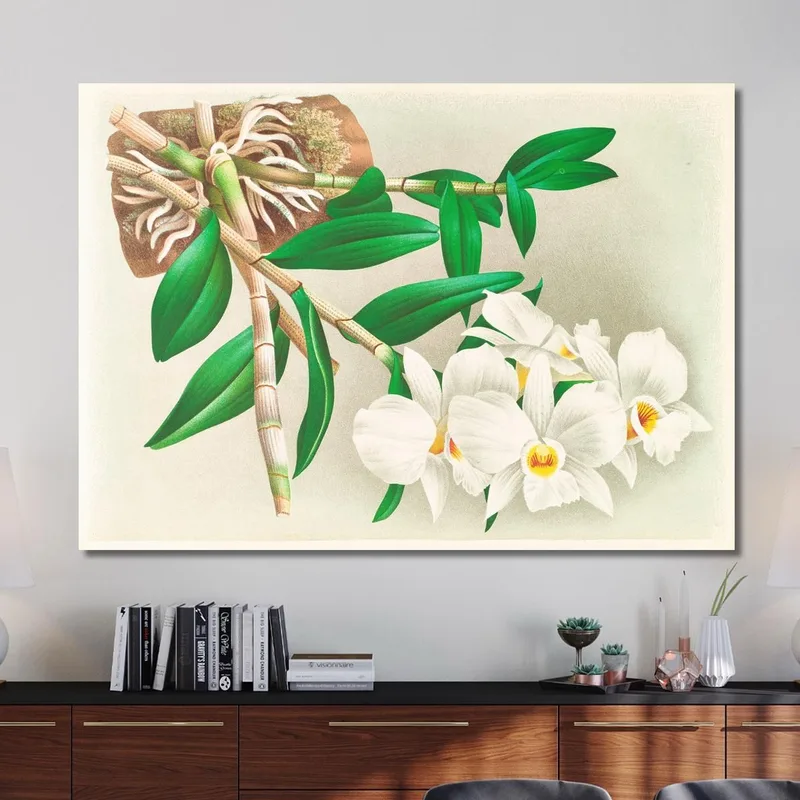 Botanische Illustrationen Dendrobium Infundibulum Jean Jules Linden