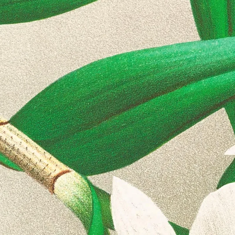 Botanische Illustrationen Dendrobium Infundibulum Jean Jules Linden